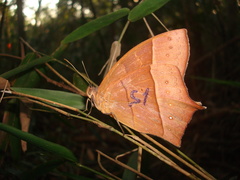 Taygetis acuta