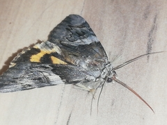 Catocala fulminea