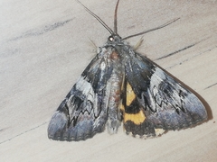 Catocala fulminea