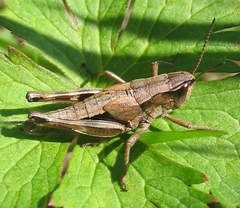 Podismopsis poppiusi