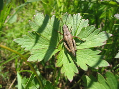 Podismopsis poppiusi