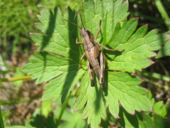 Podismopsis poppiusi