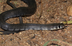 Semiornate Smooth Snake photo 2