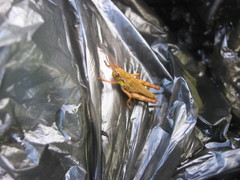 Podismopsis poppiusi