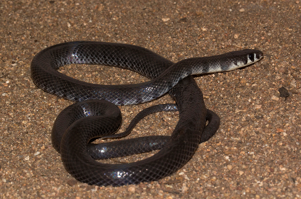 Semiornate Smooth Snake