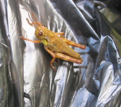 Podismopsis poppiusi