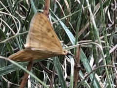 Sitochroa verticalis