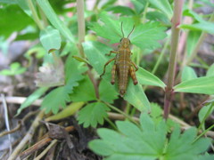 Podismopsis poppiusi