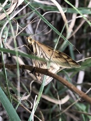 Sitochroa verticalis