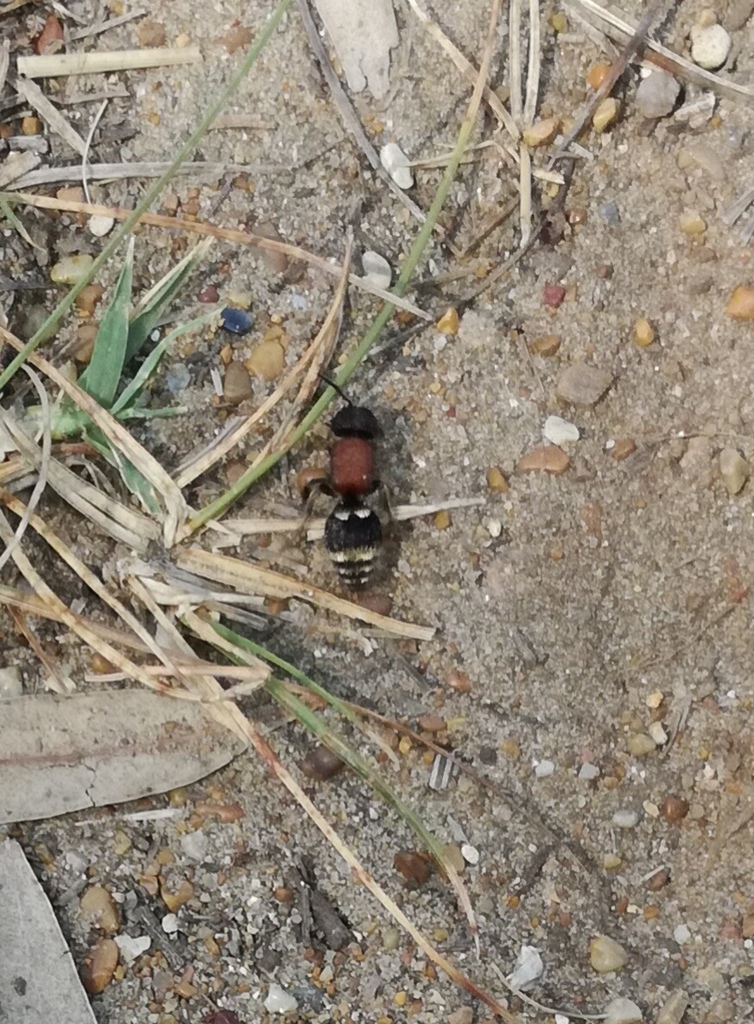 Tropidotilla litoralis
