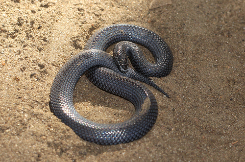 Dwarf Wolf Snake