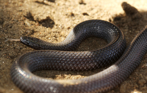 Photo of a Dwarf Wolf Snake (Lycophidion nanum)