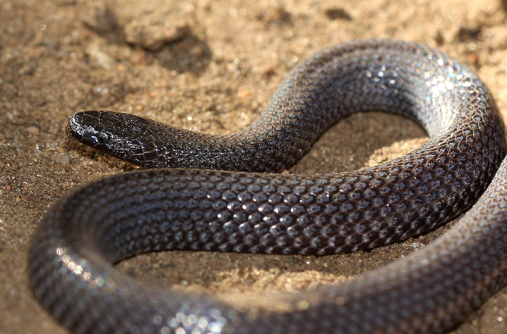 Dwarf Wolf Snake