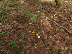 Cantharellus pallens