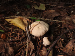 Cantharellus pallens