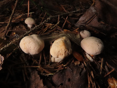 Cantharellus pallens