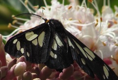 Gnophaela latipennis