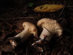 Cantharellus pallens