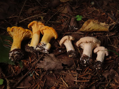 Cantharellus pallens
