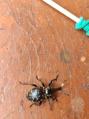 Liparus