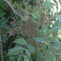 Pistacia terebinthus palaestina