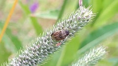 Neottiglossa pusilla