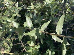 Quercus emoryi