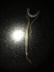 Arizona elegans eburnata