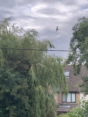 Milvus milvus milvus