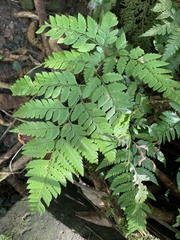 Arachniodes pseudoaristata