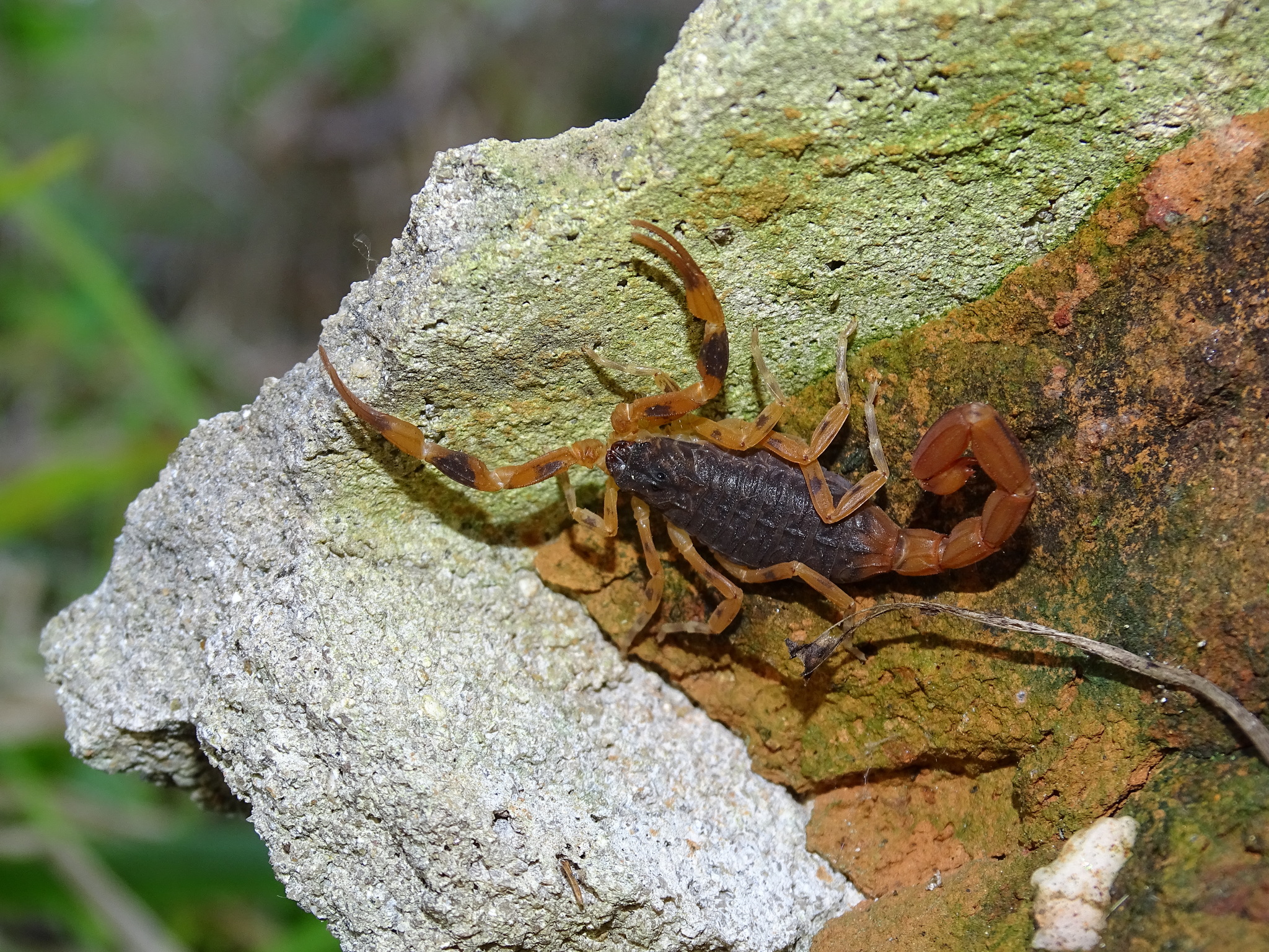 Tityus bahiensis (Perty, 1833)