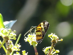 Tithorea harmonia pseudethra