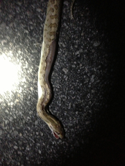 Arizona elegans eburnata