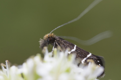 Adela septentrionella