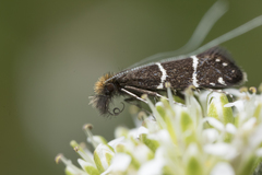 Adela septentrionella