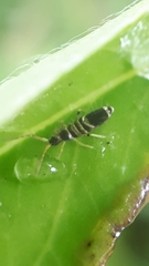 Entomobrya superba