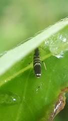 Entomobrya superba