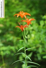 Lilium concolor partheneion