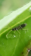 Entomobrya superba