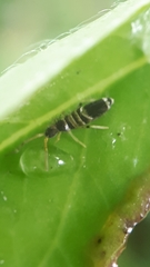 Entomobrya superba