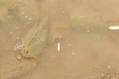 Triops cancriformis