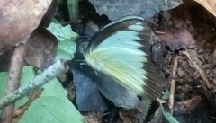 Appias lyncida eleonora