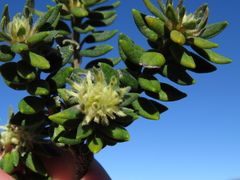Phylica dioica