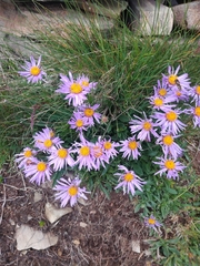 Aster alpinus