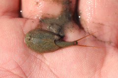 Triops cancriformis