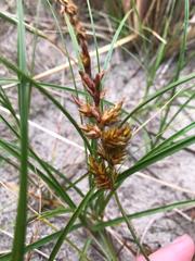 Carex arenaria