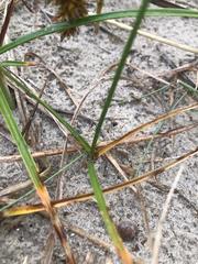 Carex arenaria