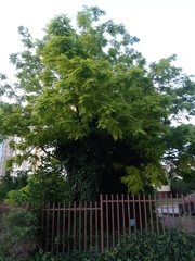 Robinia pseudoacacia