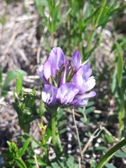 Astragalus agrestis