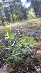 Silene campanulata